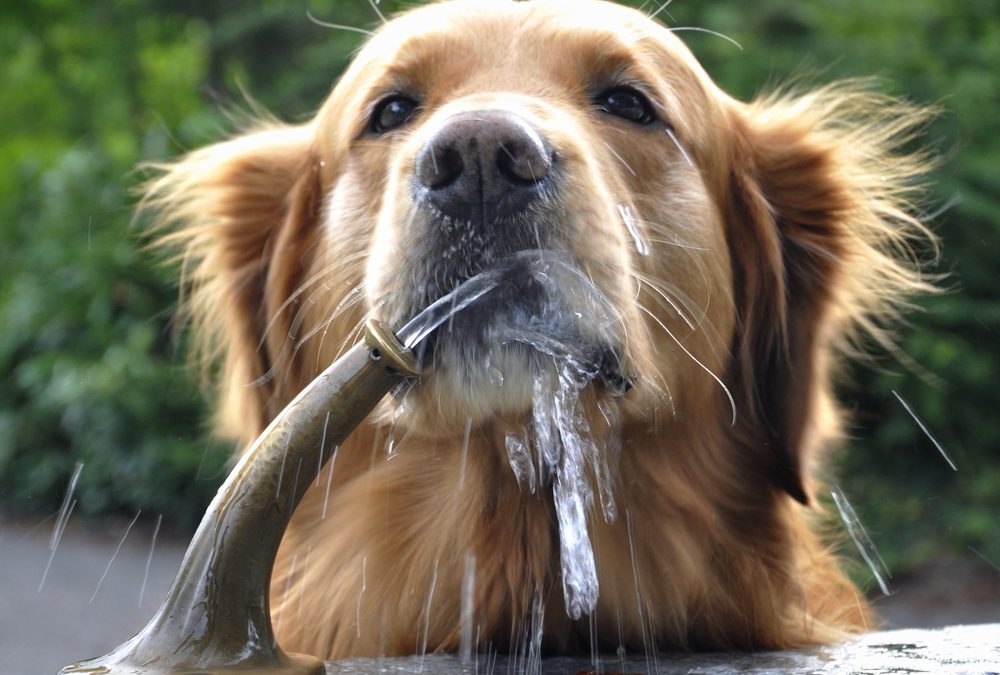 Dehydration in Dogs and Cats: How Can You Tell If Your Pet is Getting Enough Water?